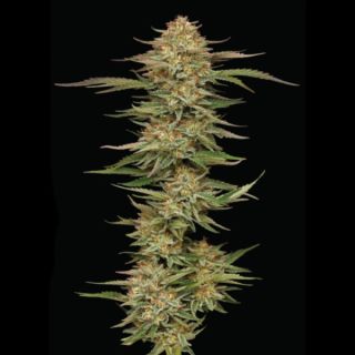 Orange Cream Pop 3 u. fem Humbold Seeds Company