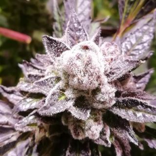 Orange Groovy Bx 5 u. fem Grateful Seeds