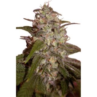 OLSM - Orange Light 5 u. fem. Seedmakers