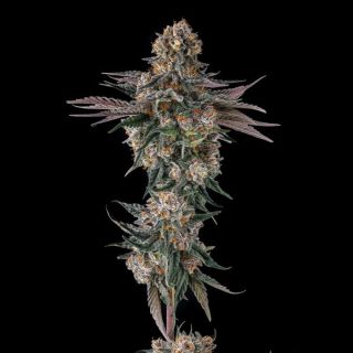 27226 - Orange Moon : Ice Cream Man #5 x Black Amber - 7 u. Fem Compound Genetics