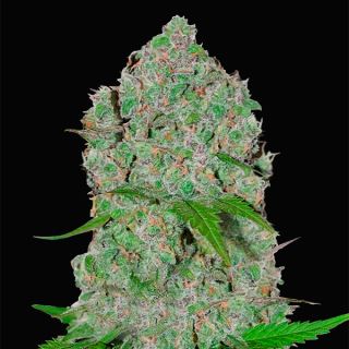 12246 - Orange Sherbet Auto  1 u. fem. FastBuds Seeds