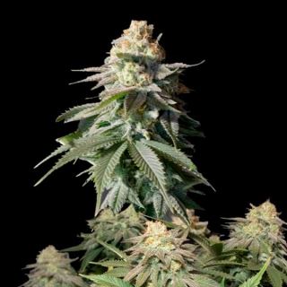 18308 - Orange Sherbet Fast Flowering  1 u. fem. FastBuds Seeds