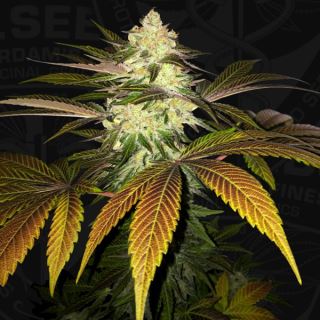 16352 - Orangesicle  2 u. fem. 710 Limited Pack T.H. Seeds.