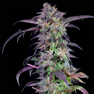 Orangina 3 u. fem Limited Edition Grateful Seeds