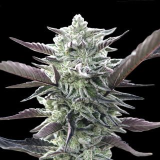 27388 - Oreoz   1 u. fem. 00 Seeds