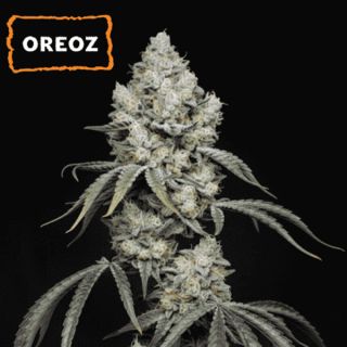 25503 - Oreoz  fem.   15 u. Seedstockers