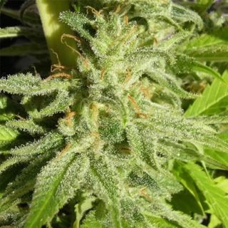 26276 - Orient Express   5 u. Regular Ace Seeds