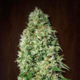 14297 - Orient Express 1 u. fem. Ace Seeds