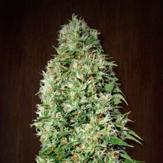 Orient Express 5 u. fem. Ace Seeds