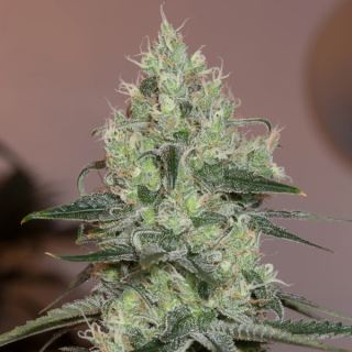 Original Amnesia  3 ud Silent Seeds