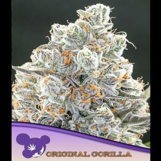 Original Gorilla  3 u. fem Anesia