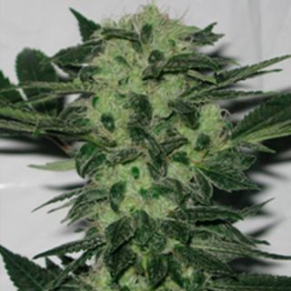 Original Sour Diesel 6 u. fem. The Cali Connection