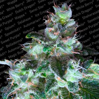 OW3 - Original White Widow  3 u. fem. Paradise Seeds