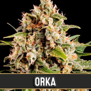 9168 - Orka 3 u. fem. Blimburn Seeds