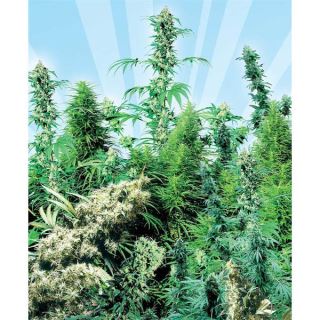 Outdoor Mix 25 u. reg. Sensi Seeds