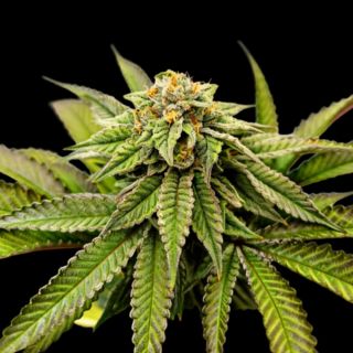 27158 - Over The Rainbow  5 u. fem Limited Edition Gratefull Seeds