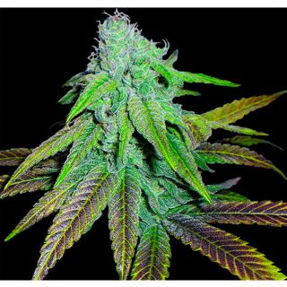 PCKD - P.C.K.  6 u. reg. Edicion Limitada DNA Genetics