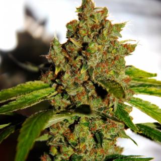 5305 - PH  5 u. reg. CBD Crew Seeds