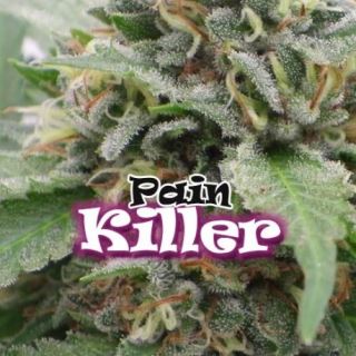 RK2 - Painkiller 2 u. fem. Dr Underground