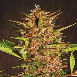 26278 - Pakistan Chitral Kush   5 u. Regular Ace Seeds