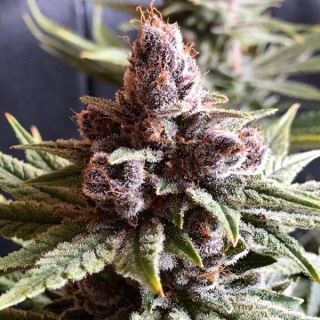 Pakistan Chitral Kush 3 u. fem. Ace Seeds