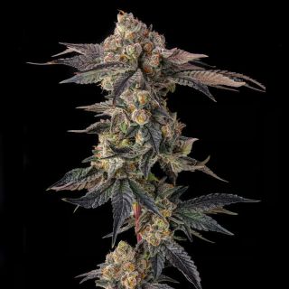 27557 - Pamellowz : Papaya x Mellowz #8 -  7 u. Fem Compound Genetics