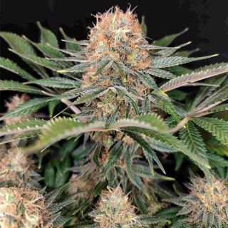 26138 - Panakeia High Terpenes CBG  3 u. fem. Buddha Seeds