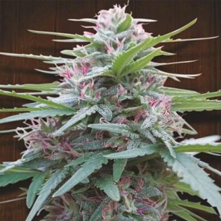 26280 - Panama   5 u. Regular Ace Seeds