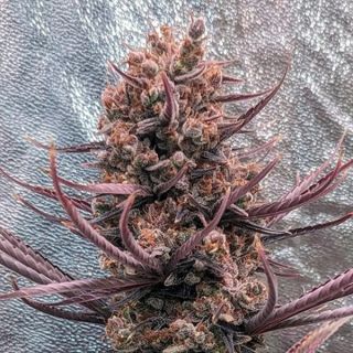 26284 - Panama Haze   5 u. Regular Ace Seeds