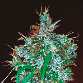 Panama Haze 1 u. fem. Ace Seeds