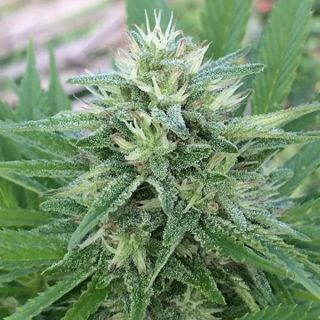 26282 - Panama x Bangi Haze   5 u. Regular Ace Seeds