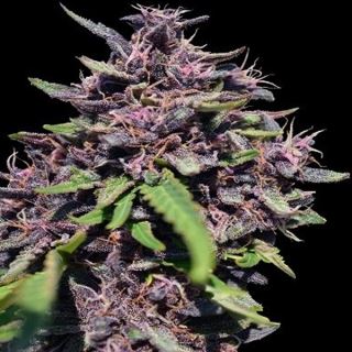 15491 - Panama x PCK 1 u. fem. Ace Seeds