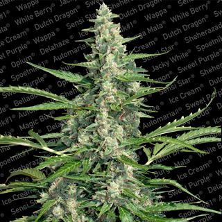 Pandora  3 u. fem. Paradise Seeds