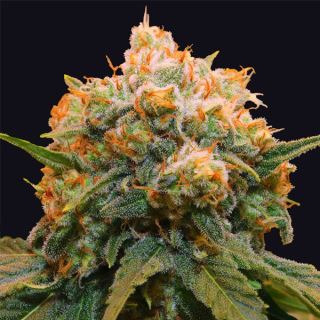 Papaya Bx1 - 3 u. fem Limited Edition Grateful Seeds