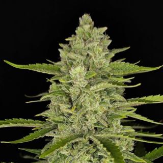 21060 - Papaya Cookies Auto  1 u. fem. FastBuds Seeds