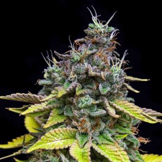 Papaya Cooler 3 u. fem Limited Edition Grateful Seeds