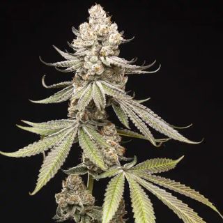 27534 - Papaya Limez  5 u. fem World of Breeders