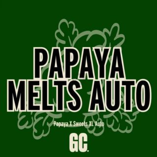 26377 - Papaya Melts Auto  5 u.  Grand Cru Genetics