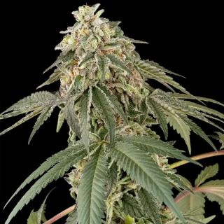 26593 - Papaya Roll  10 u. fem. White Label