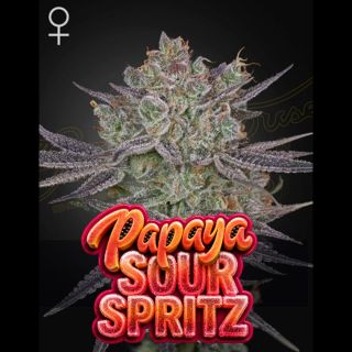 27256 - Papaya Sour Spritz  10 u. fem. Green House