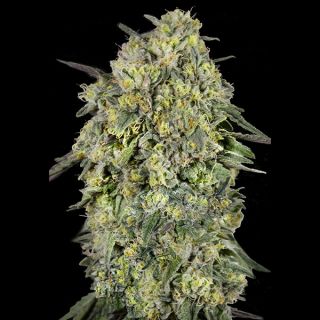 26748 - Papaya Triploid   3 + 1 u. fem. Advanced Seeds