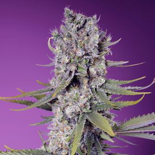 20828 - Papaya Zoap F1 Fast Version 3+1 u. fem. Sweet Seeds