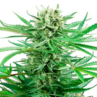 15988 - Papi Chulo OG 1 u. fem. Sensi Seeds Research