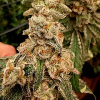 26068 - Patinum Capone 3 ud. fem Elev8 Seeds
