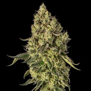 26438 - Peach Cake 3 ud Silent Seeds x Cookies