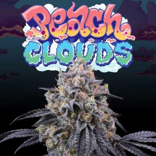 21196 - Peach Clouds 6 u. fem Perfect Tree