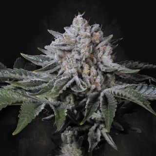 25273 - Peach Frosting  5 u. fem. Paradise Seeds Limited Edition