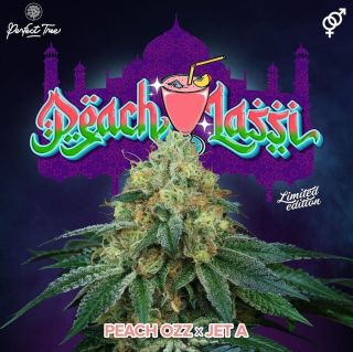 26168 - Peach Lassi 3+1 u. fem Perfect Tree