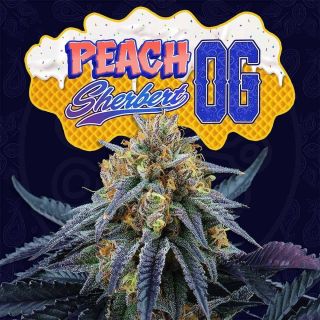 26169 - Peach Sherbet OG 3 u. fem Perfect Tree