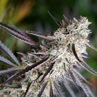 15521 - Peanut Butter Breath Fast Flowering  3 ud Humboldt Seed Organization